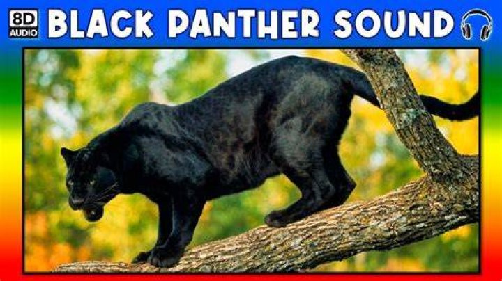 🐾 BLACK PANTHER SOUND BLACK PANTHER SOUND EFFECT SOUND OF BLACK