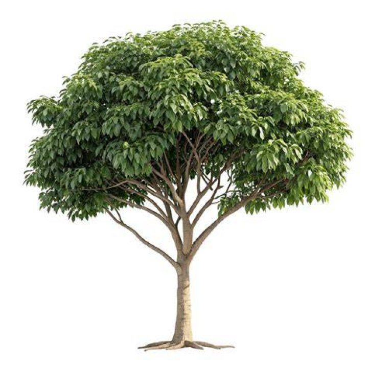뿌리 없는 나무 a tree without roots by lapo chapter 6. Manga Collection