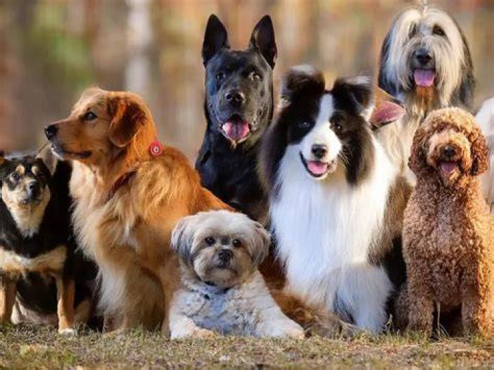 7 Breeds Of Dog With The STRONGEST Bite Force (Ranked + Photos) Oodle