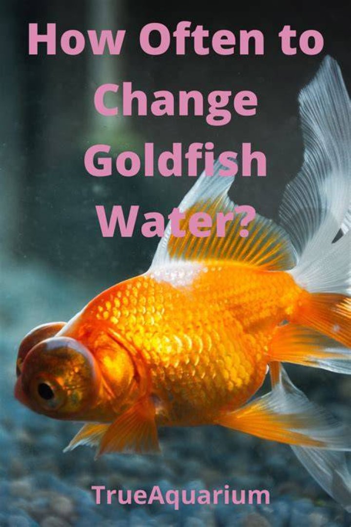 7 Reasons Your Goldfish Is Turning White & What to Do About It Pet Keen