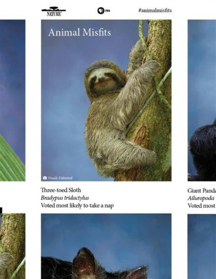 Animal Misfits Threetoed Sloth The Slowest Mammal in the World