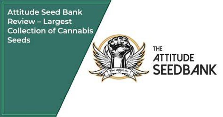 Attitude Seed Bank Review (Updated For 2024) My Experience Flower And Freedom