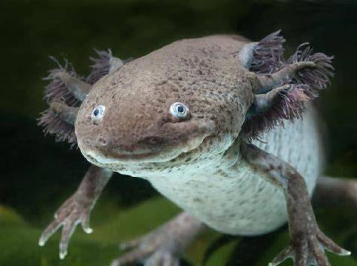 Axolotl San Diego Zoo Animals & Plants
