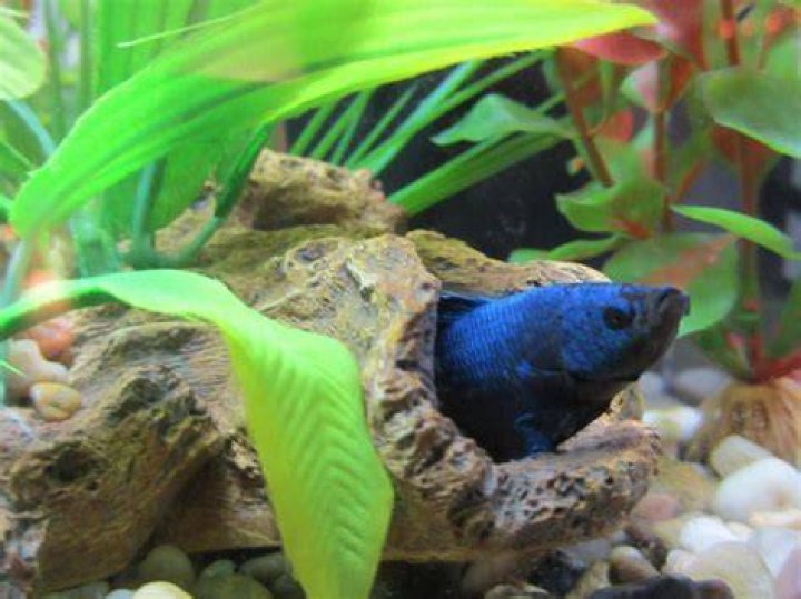 Betta Fish Hiding 9 Probable Reasons They Play Hide&Seek