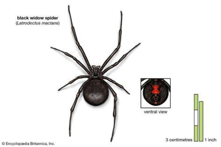 Black Widow Spider Back ubicaciondepersonas.cdmx.gob.mx