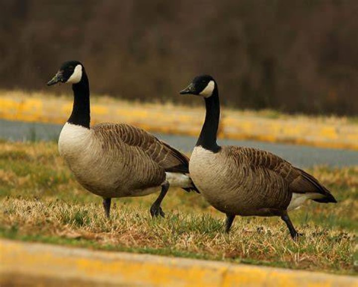 Canada Geese