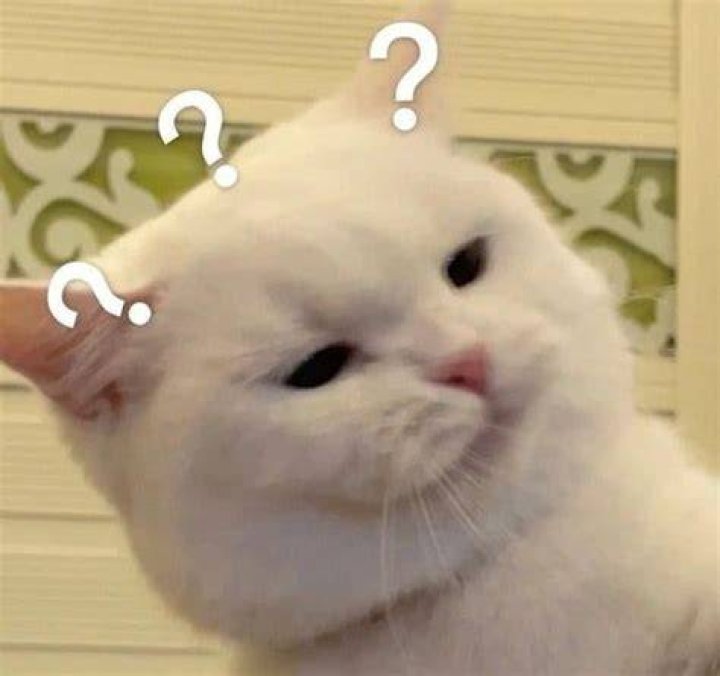 Confused Cat Blank Template Imgflip