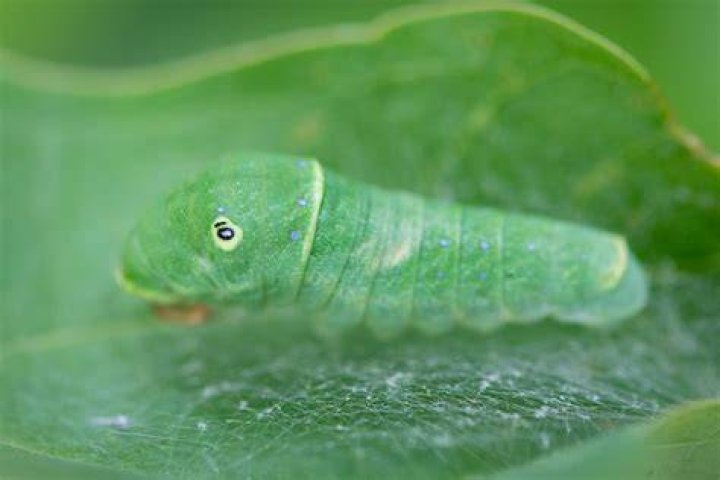 Eastern Swallowtail Caterpillar Laurel Magazine