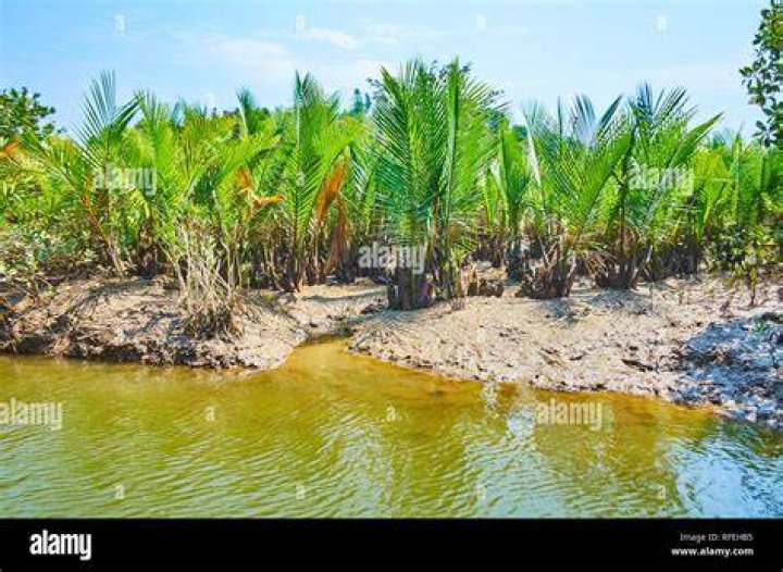 Explore Marine Alluvium Soils Mangroves Growing Kangy River Chaung Tha