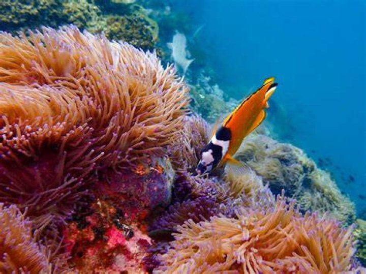 Exploring The Fascinating Woman And Fish Video Phenomenon