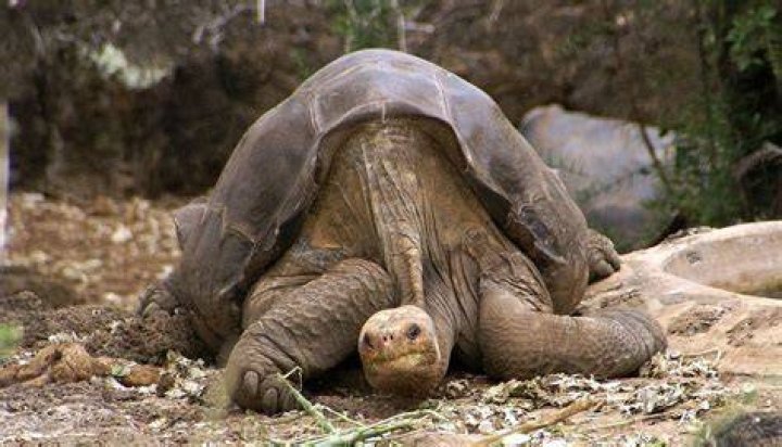 FileLonesome Pinta giant tortoise Santa Cruz.jpg Wikipedia