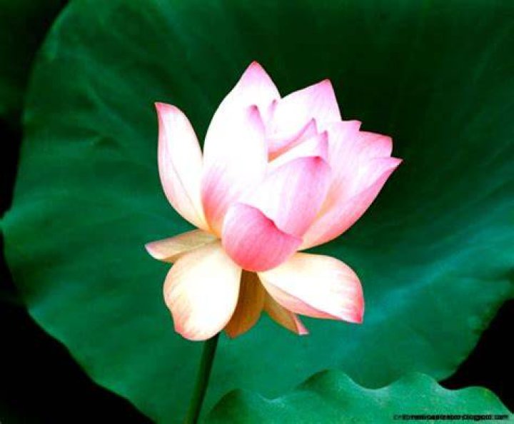 FileNelumno nucifera open flower botanic garden adelaide2.jpg