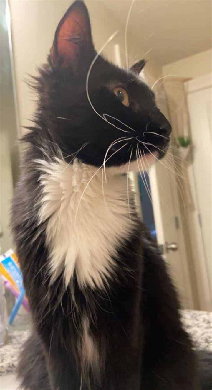 Foley, AL. Our cat Mackerel has been gone longer than usual, has anyone