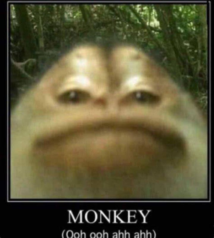 Funny Monkey Meme Ooh Ooh Ahh Ahh