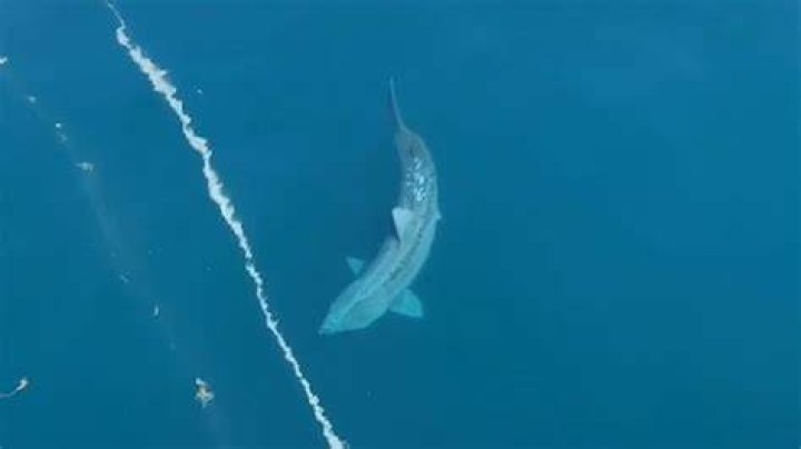 Giant Shark Swims Next to Ship Caught on Camera NBC4 Washington