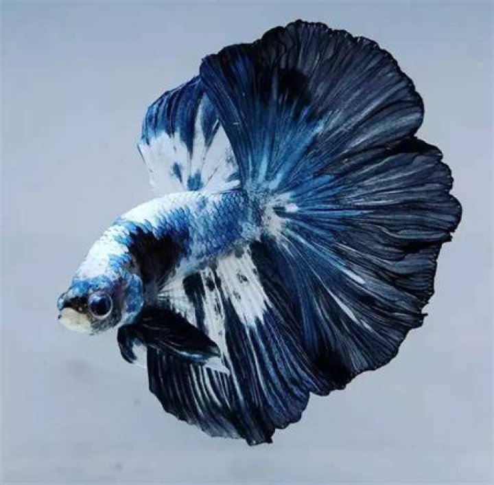 Halfmoon Betta Fish Care and Tips PetHelpful