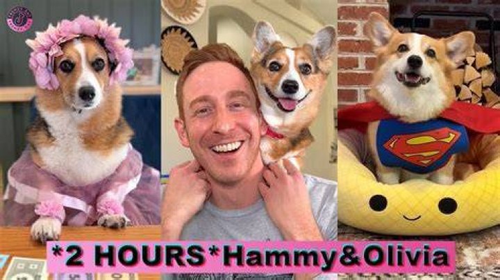 Hammy & Olivia on TikTok Funny animals, Cute animals, Cute dogs