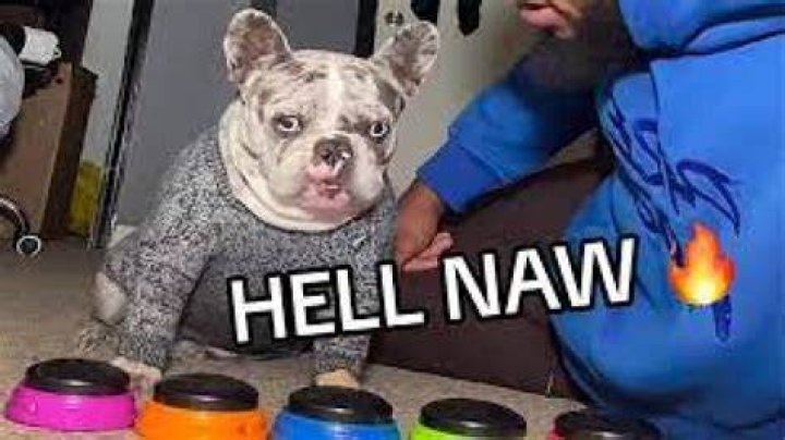 Hell Nah Dog Meme Sound Effect Button MP3