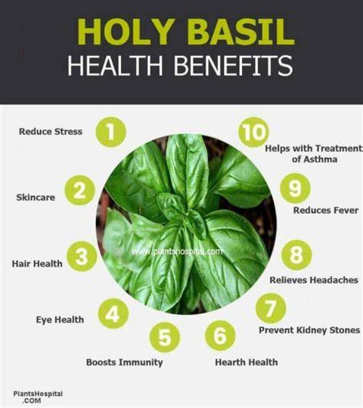 Holy Basil Benefit, Uses, and Holy Basil Side Effects