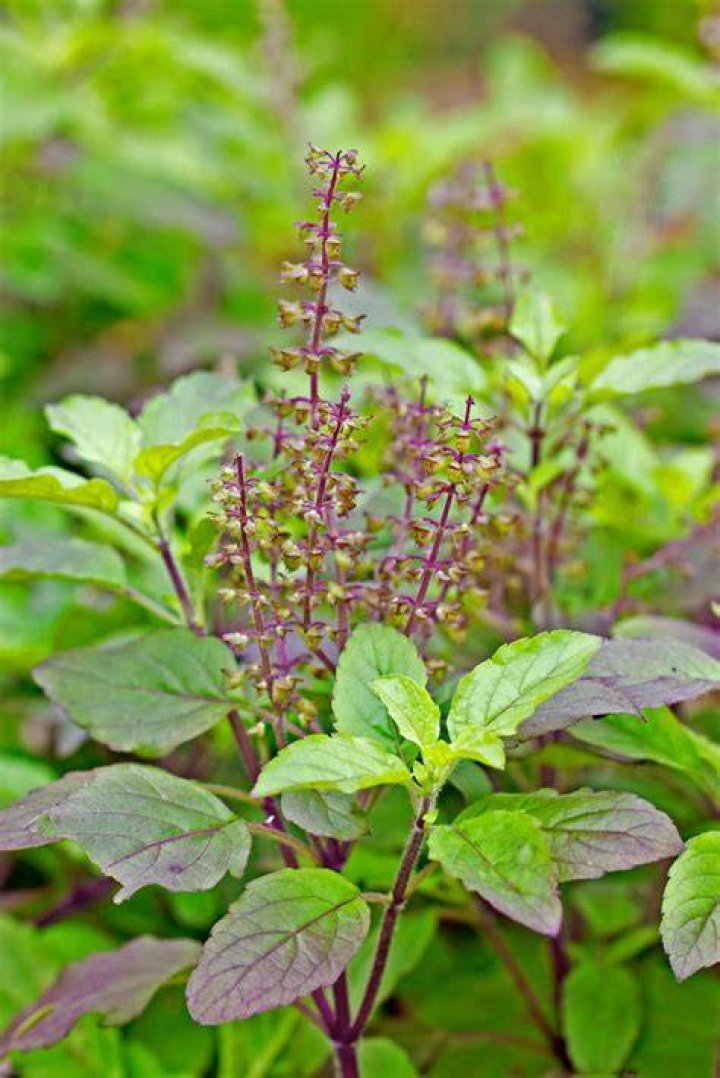 Holy Basil (Tulsi); A Herb For Your Herbal Collection