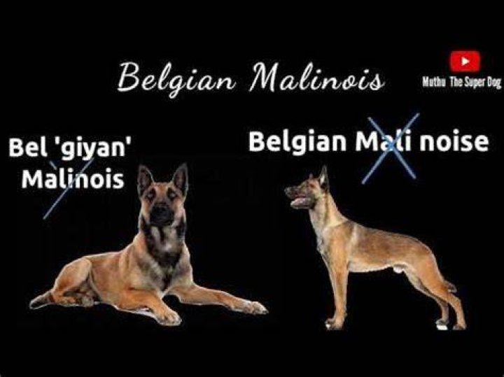 How to pronounce Belgian Malinois YouTube