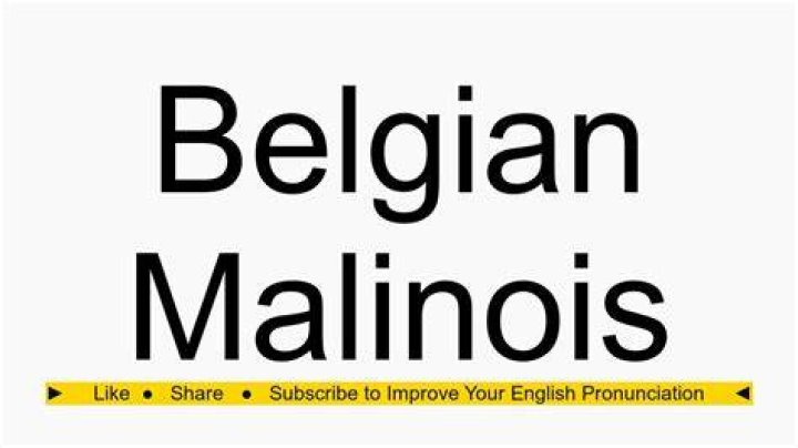 How to pronounce Belgium malinois