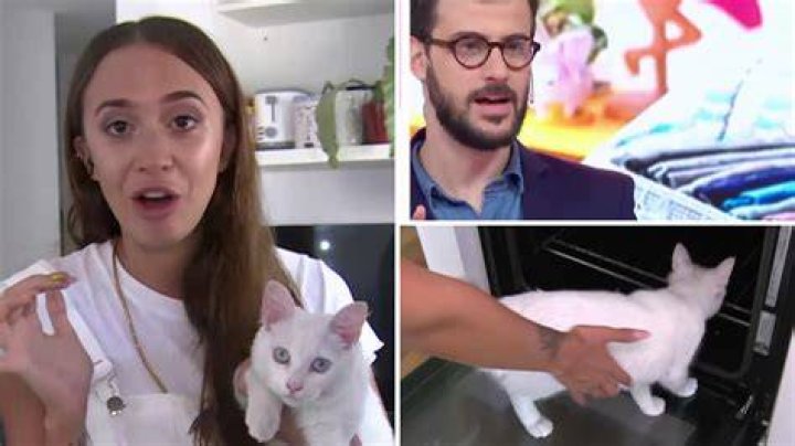 INSOLITO Su gata se tiraba muchos gases y por eso la di&oacute; en adopcion