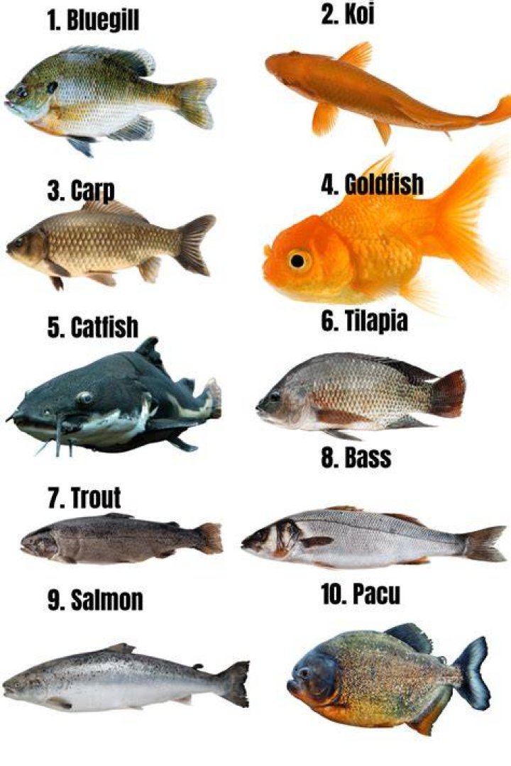 Los 10 mejores peces para su acuario de agua dulce Peces y Peceras