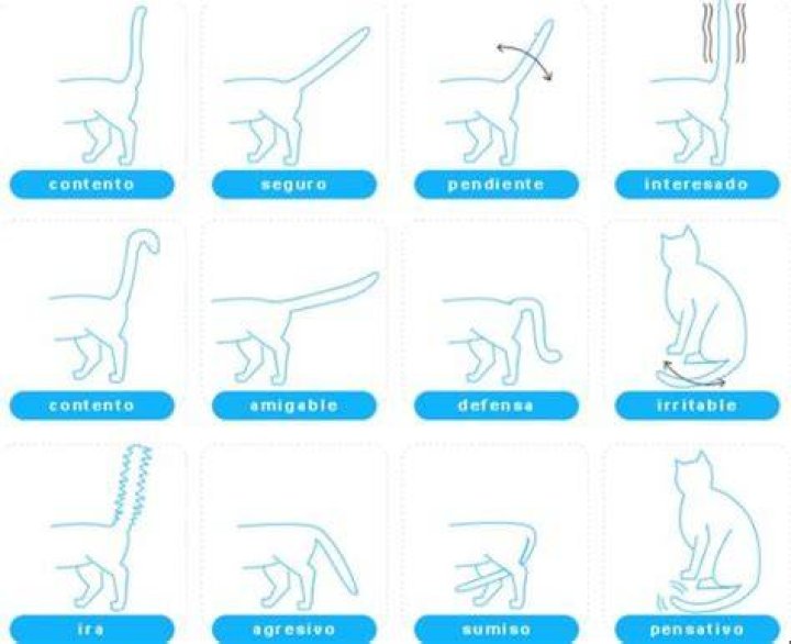Los Siete Quiebres Del Gato Envenenado YouTube