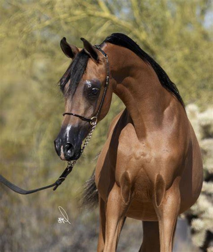 MARIAH LEE McDonald Arabians Scottsdale Arabian Horses