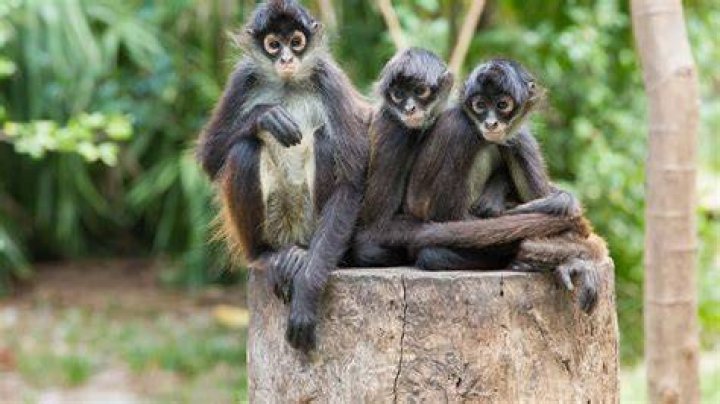 Monkeys' brains are wired to read body language just&hellip;