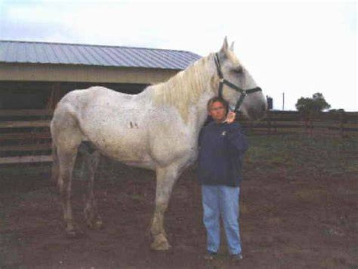 MOOSE A FORMER NYC CARRIAGE HORSE Happy Endings CARRIAGE HORSES