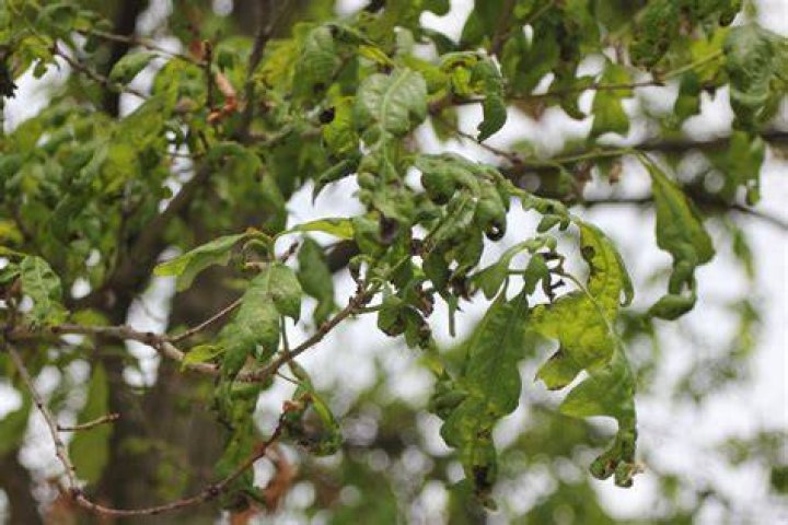 oak anthracnose Buddy Rodgers and Son Professional Lawn Care