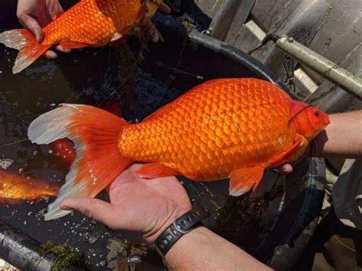 Oversize Goldfish Are Taking Over One Minnesota Lake NPR
