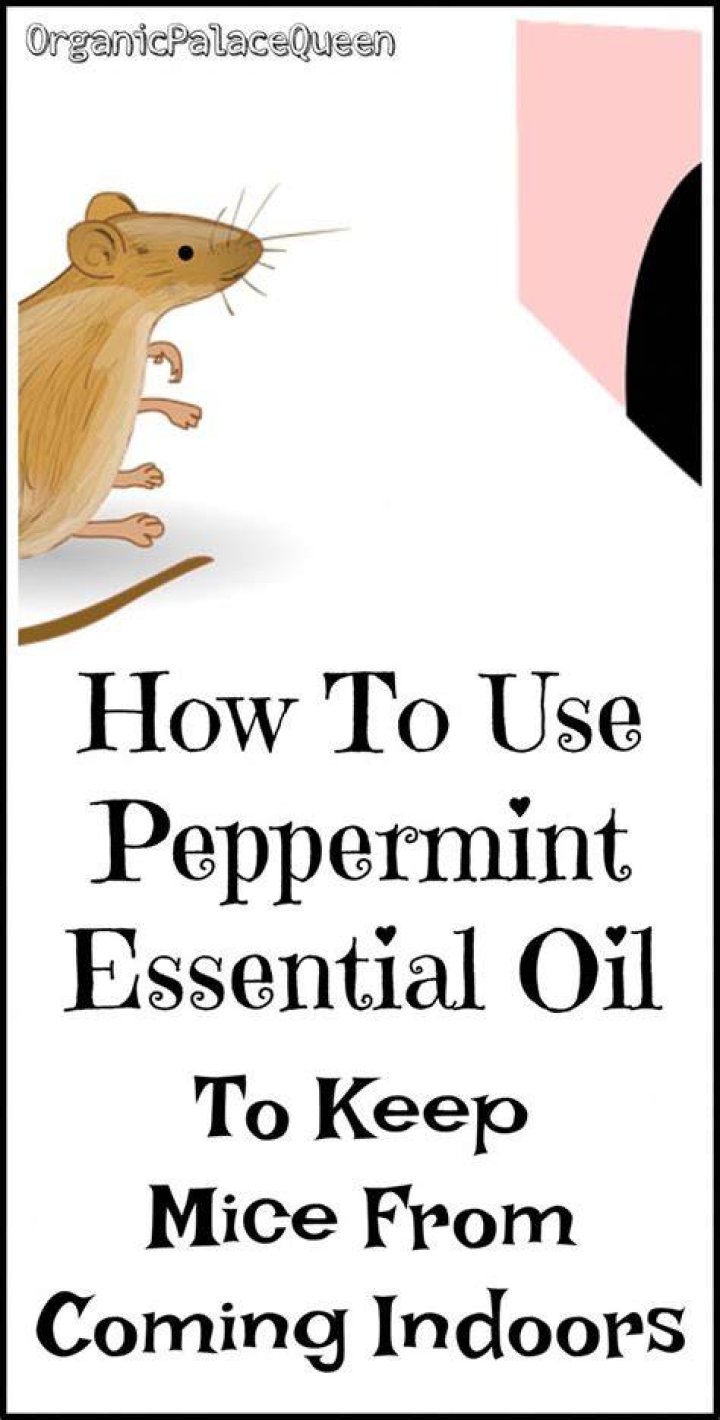 Peppermint Oil For Getting Rid Of Mice Organic Palace Queen