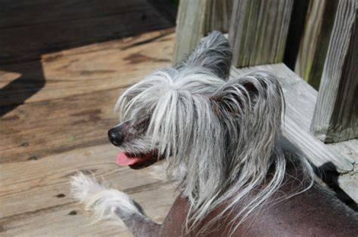 Pin on Gizmo the hairless goat