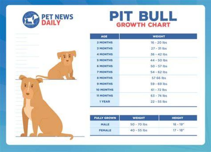 Pitbull Height, Weight, Age, Nationality and Full Body Measurement