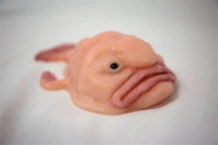 Silicone Blobfish Prop Funny Gaff by Savage Silicone