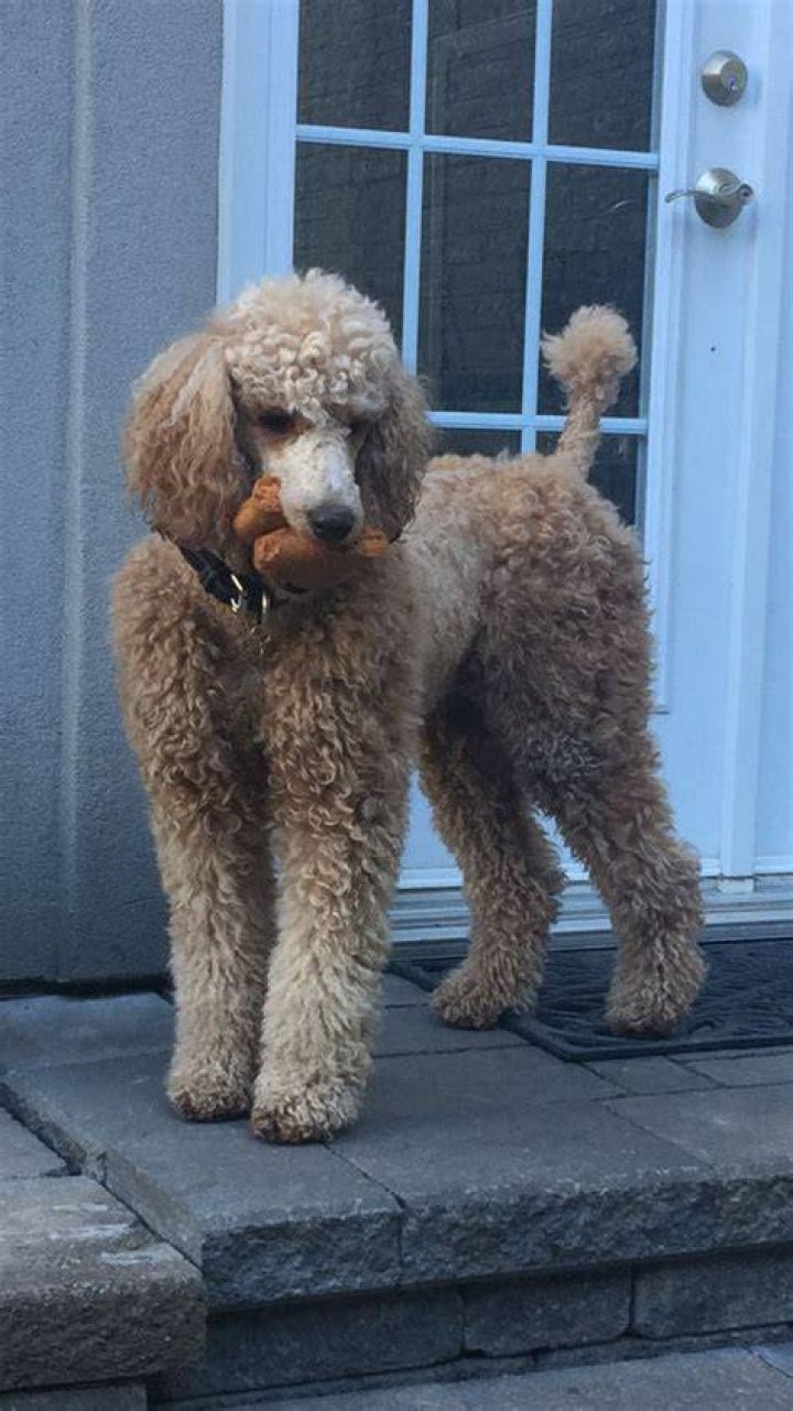 Standard Poodle Bella &Storm Standard poodle, Poodle, Puppies