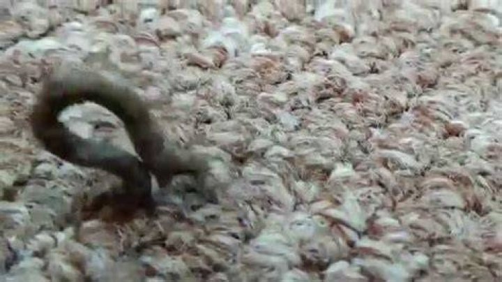 Stick Looking Inch Worm Walking Video YouTube