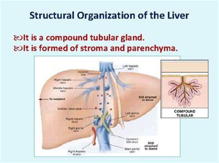 Structural organization of the liver Veterinary Histology
