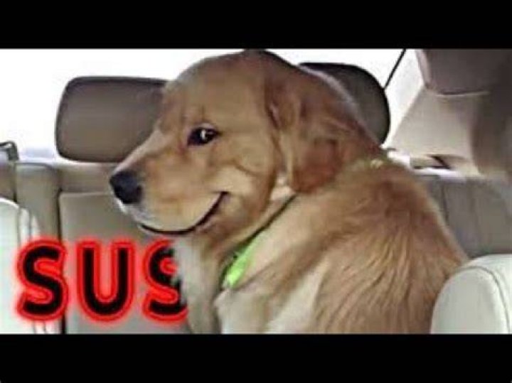 Sus Dogs Know Your Meme