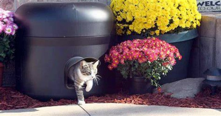 Test tube kitty Cat Love Pinterest