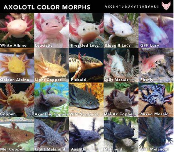 The 14 Axolotl Colors in 2021 Axolotl, Axolotl cute, Axolotl pet