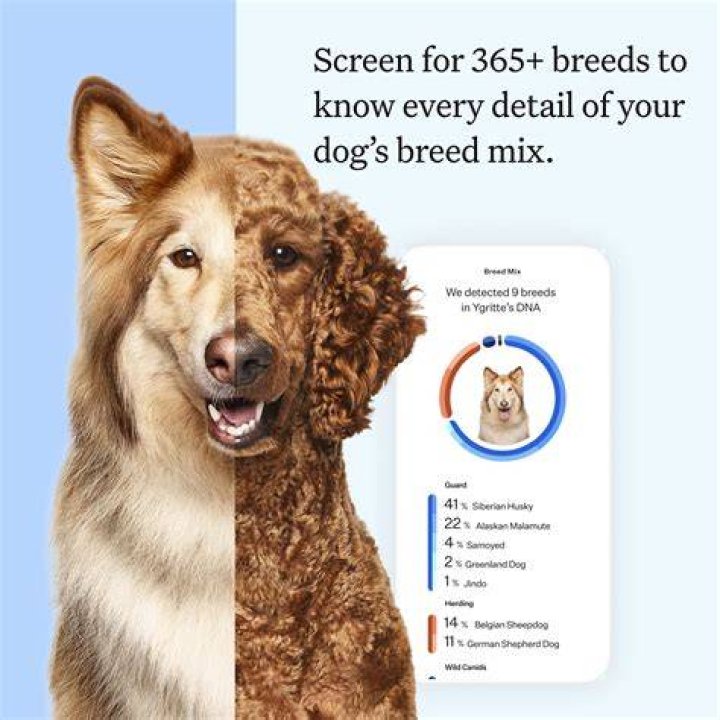 This dogs DNA breed test results may surprise you! 🫣 By Rocky Kanaka