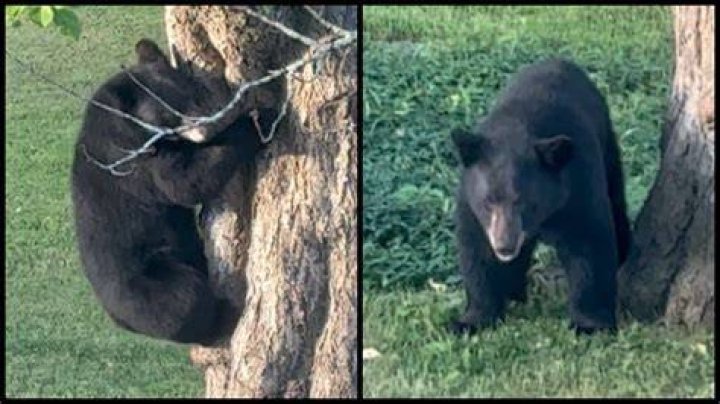 Video Bear Climbs Tree, Sniffs Hunter's Face OutdoorHub
