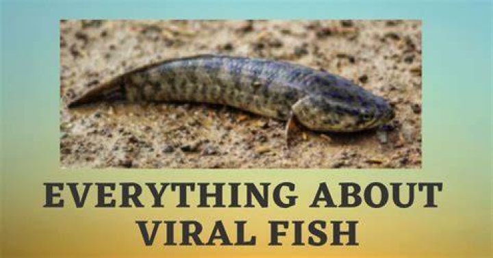 Viral Fish Murrel Fish in Tamil Viral Meen 100 Best fish