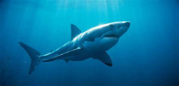 White Shark Ocean