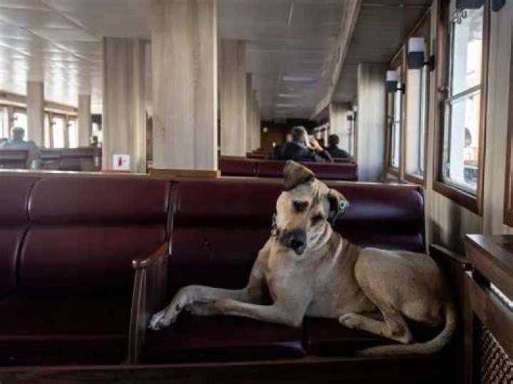Why this commuting dog is a global superstar