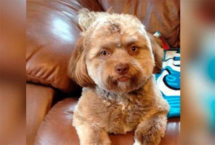 Yogi, a dog with a humanlooking face, sends into frenzy